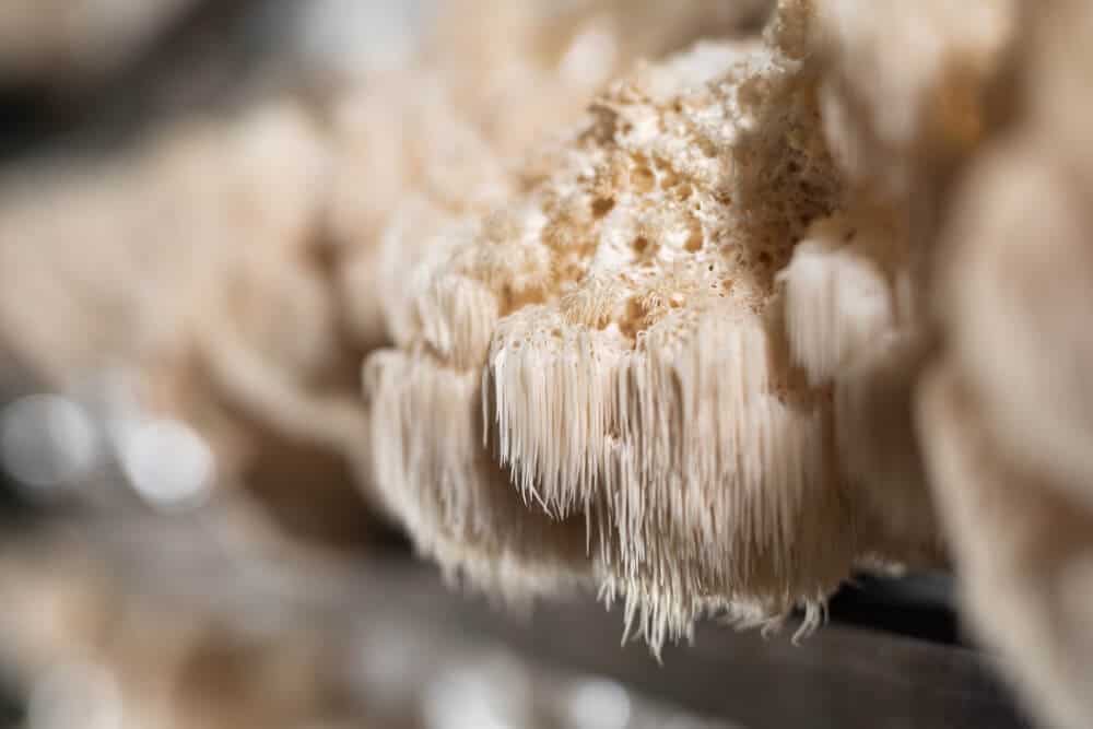 Kääpä Mushrooms Luomu Lion's mane soma- uute, 30ml - Image 2