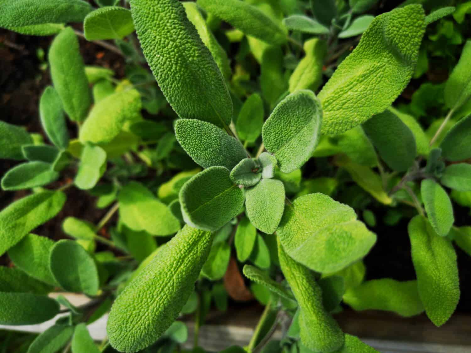 Yrttipaja Salvia 15g - Image 3