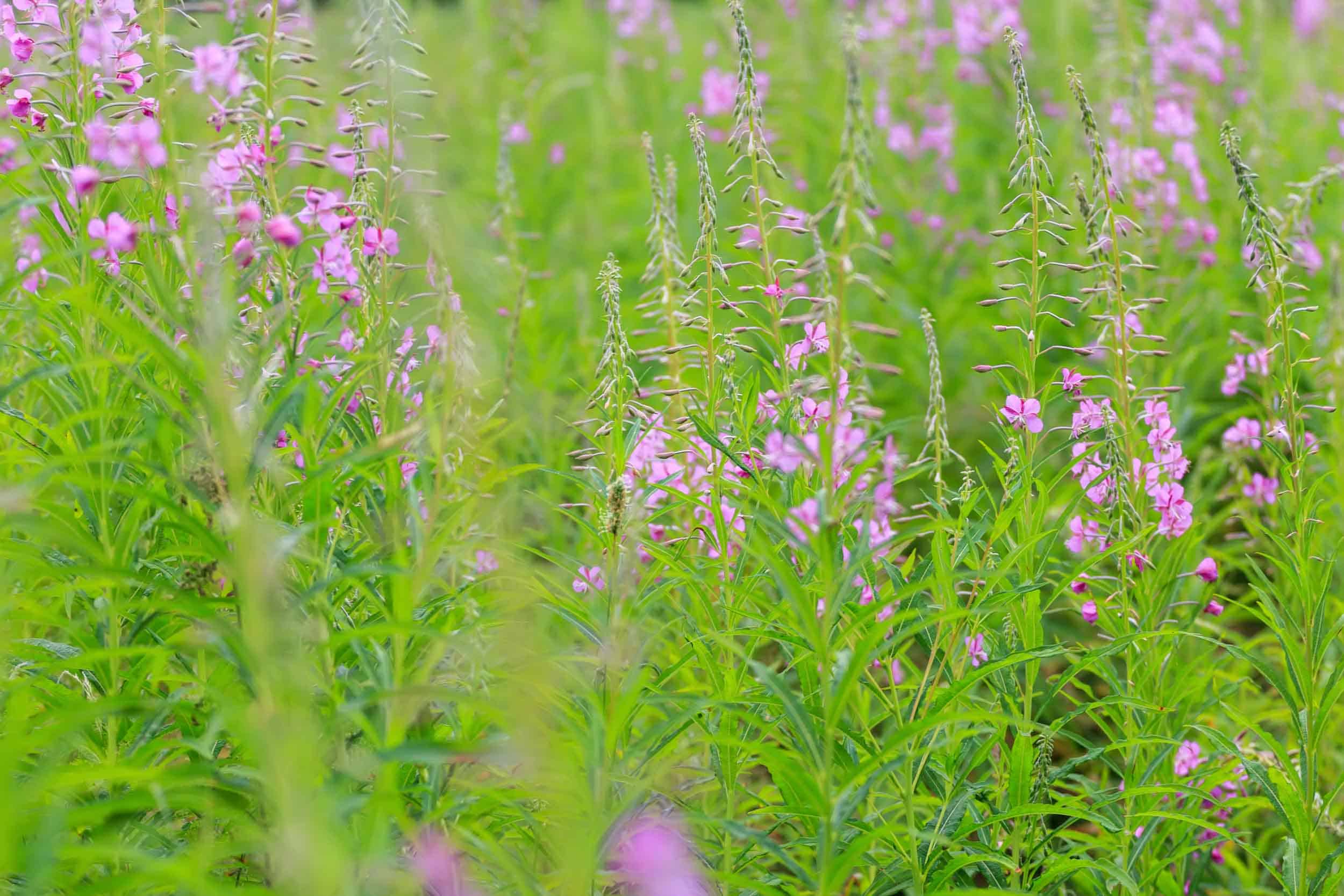 Yrttipaja Maitohorsmanlehti 25g - Image 3