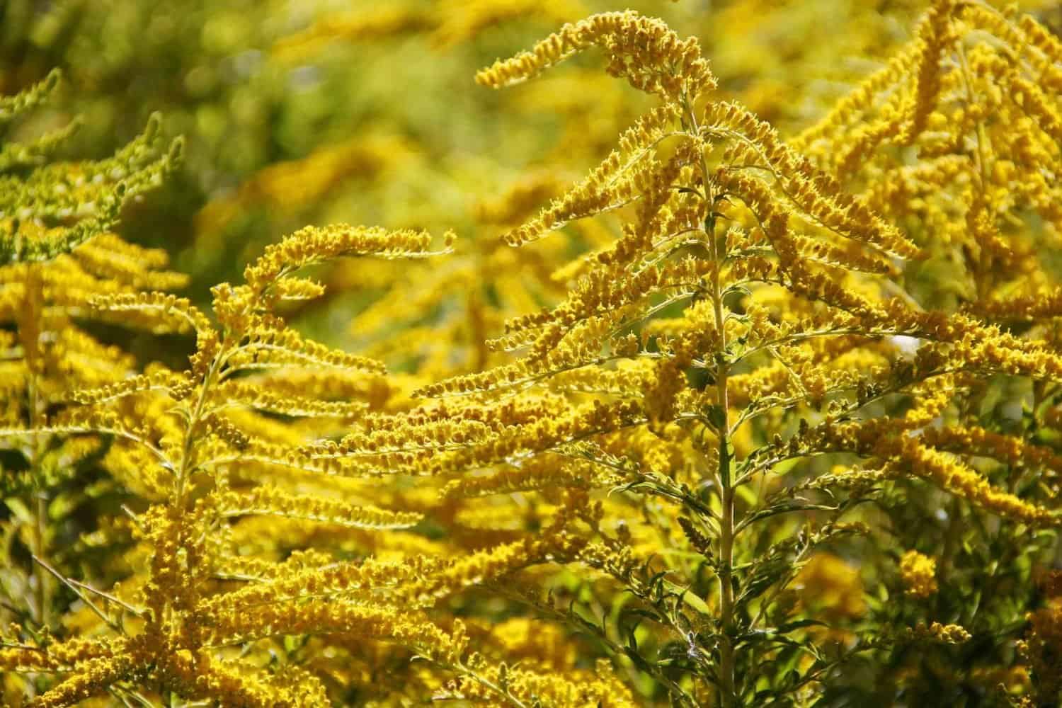 Yrttipaja Kultapiisku 20g - Image 3