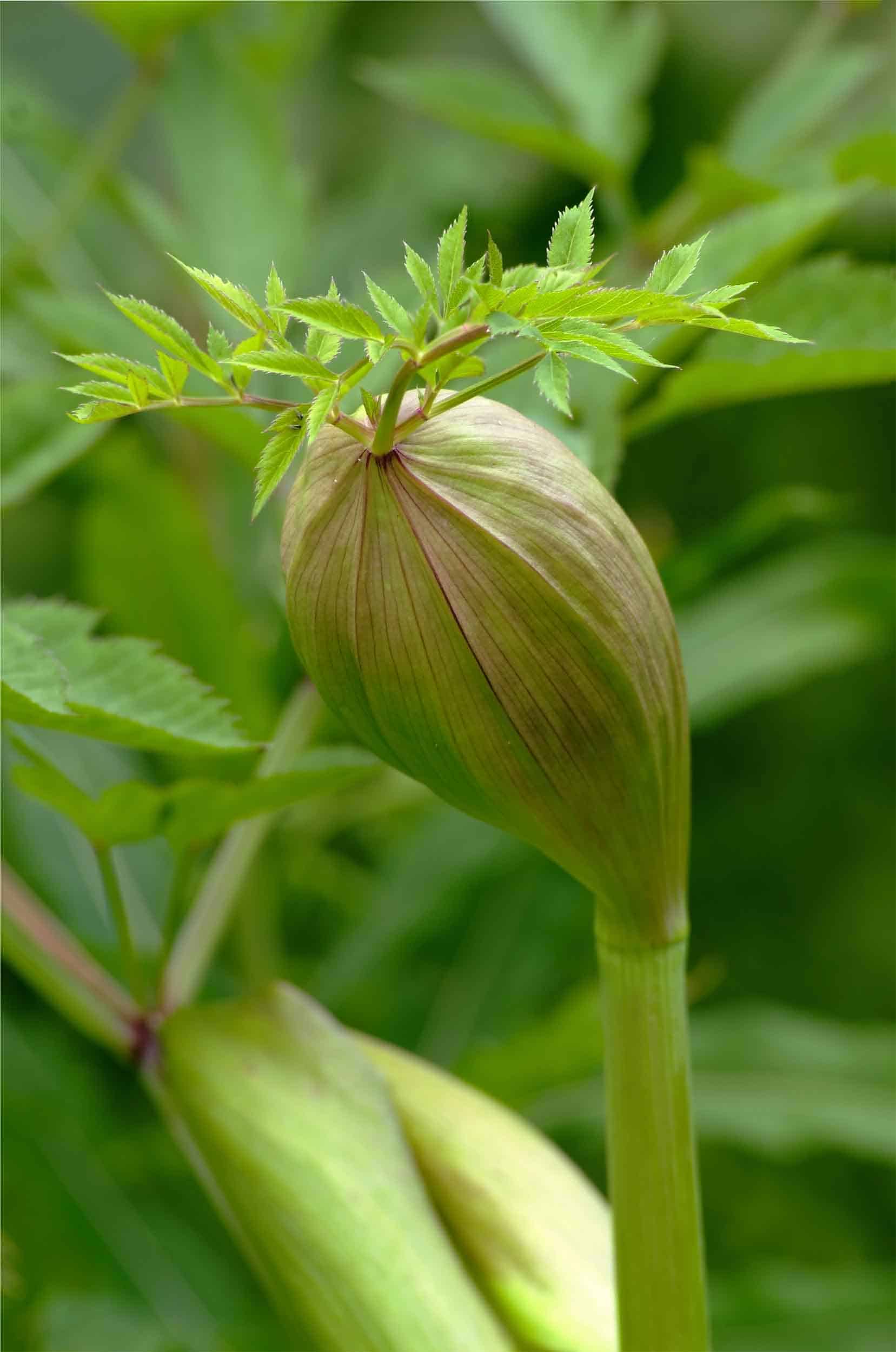 Yrttipaja Väinönputkenlehti 25g - Image 3