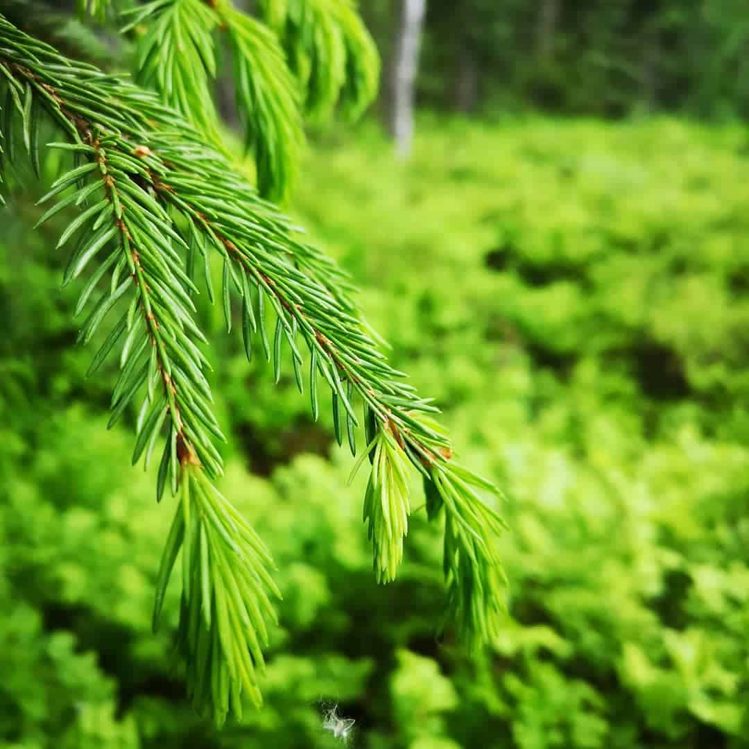 Yrttipaja kuusenkerkkä kokonainen 15g - Image 3