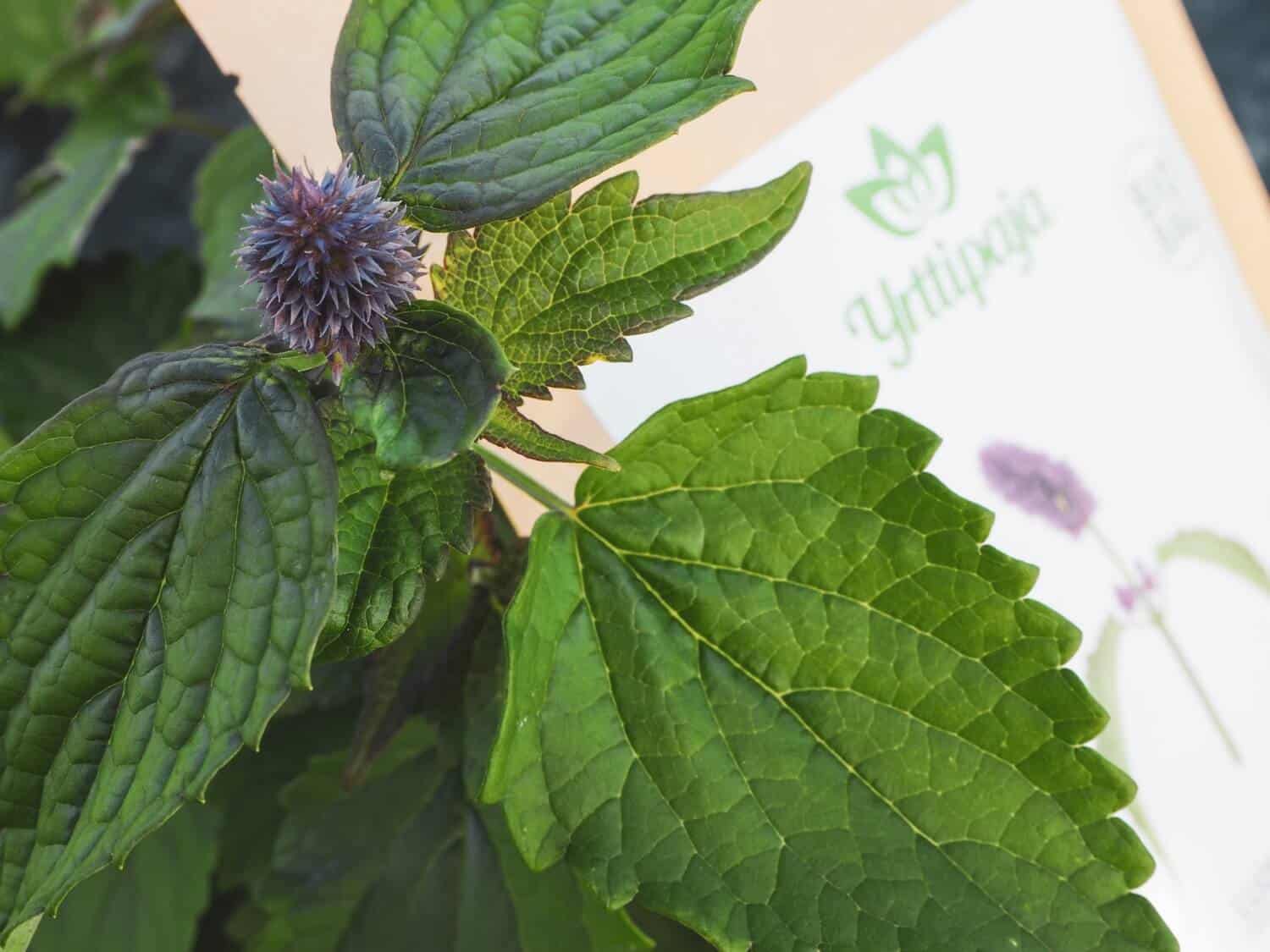 Yrttipaja Anisiiso 25g - Image 2