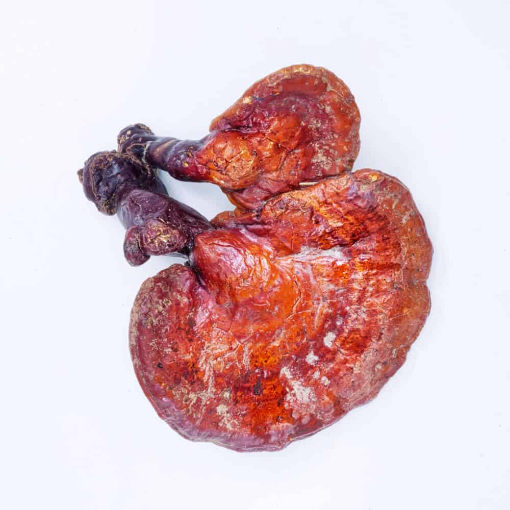 Kääpä Mushrooms Luomu Reishi soma- uute, 30ml - Image 2